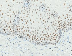 Tissue-Tek Genie<sup>&reg;</sup><br />
anti-GATA3