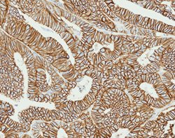 Tissue-Tek Genie<sup>&reg;</sup><br />
anti-Cadherin 17